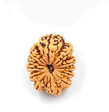 12 Mukhi Nepali(Size-31.29mm)