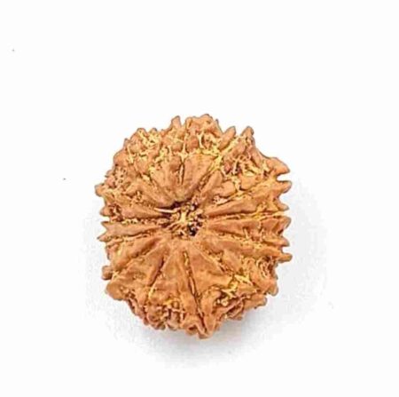 13 Mukhi Nepali(size-20mm)