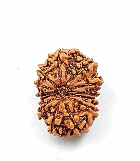 13 Mukhi Nepali(Size-22mm)
