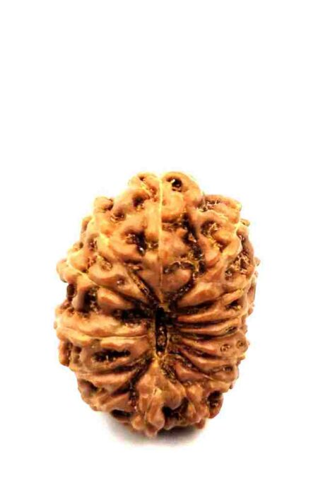 14 Mukhi Indonesian(Size-18.5mm)