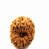 14 Mukhi Indonesian(Size-24mm)
