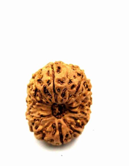 14 Mukhi Indonesian(Size-24mm)