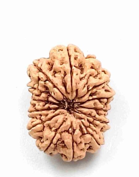 14 Mukhi Indonesian(Size-27mm)