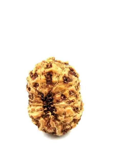 14 mukhi Indonesian(Size-20.5MM)
