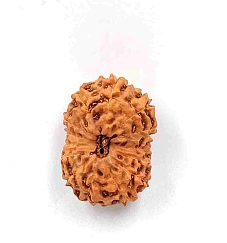 14 Mukhi Indonesian(Size-21mm)