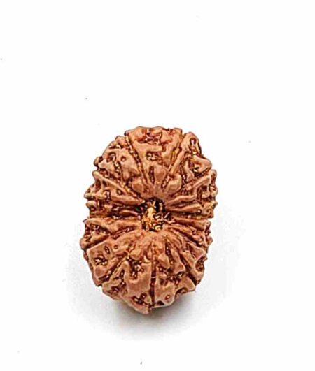 14 Mukhi Indonesian(Size-21mm)