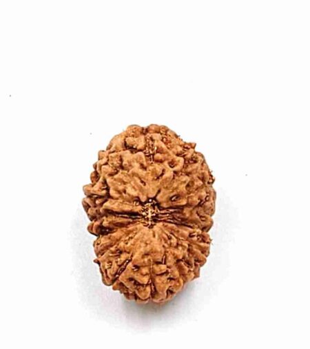 14 Mukhi Indonesian(Size-21mm)