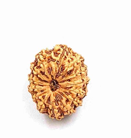 14 Mukhi Indonesian(Size-21mm)