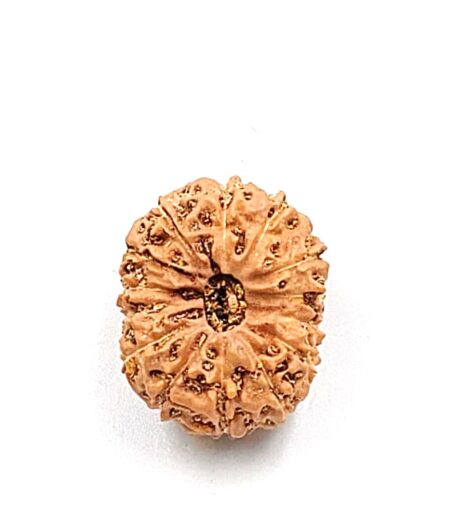 14 Mukhi Indonesian(Size-21mm)