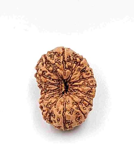 14 Mukhi Indonesian(Size-22MM)