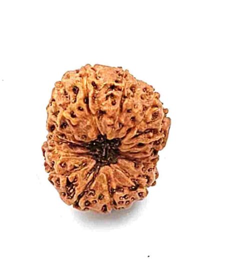 14 Mukhi Indonesian(Size-22.5mm)