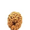 14 Mukhi Indonesian (size-22.5mm)