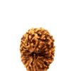 14 Mukhi Indonesian (size-22.5mm)