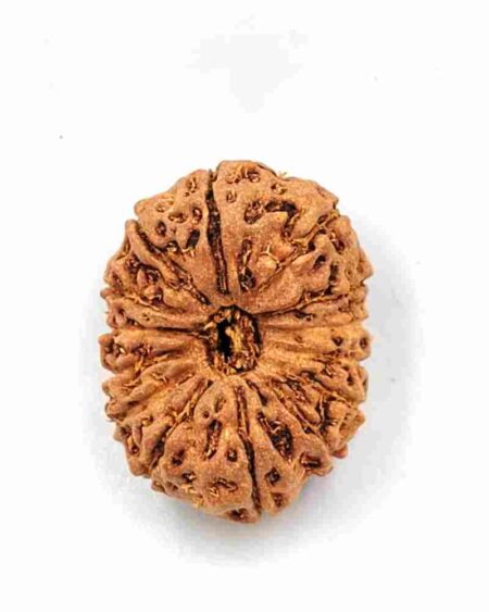 14 Mukhi Indonesian (size-24mm)