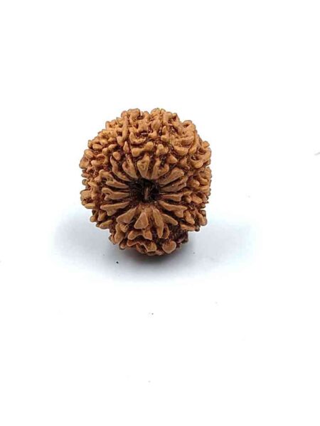 14 Mukhi Nepali Lab-certified(Size-24.8mm)