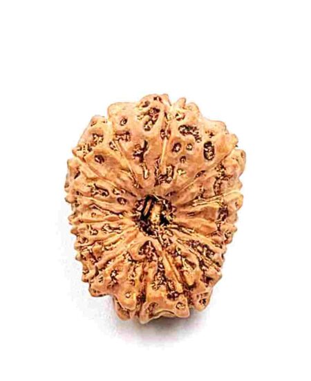 14 Mukhi Indonesian(Size-24.9mm)