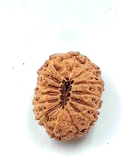 14 Mukhi Indonesian (size-24mm)