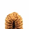 14 Mukhi Indonesian(Size-24mm)