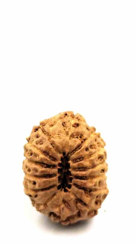 14 Mukhi Indonesian(Size-24mm)