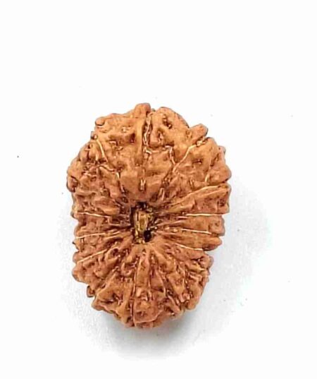 14 Mukhi Indonesian (Size-25mm)