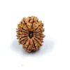 14 Mukhi Nepali Lab-Certified(Size-26mm)