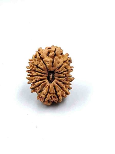 14 Mukhi Nepali Lab-Certified(Size-26mm)