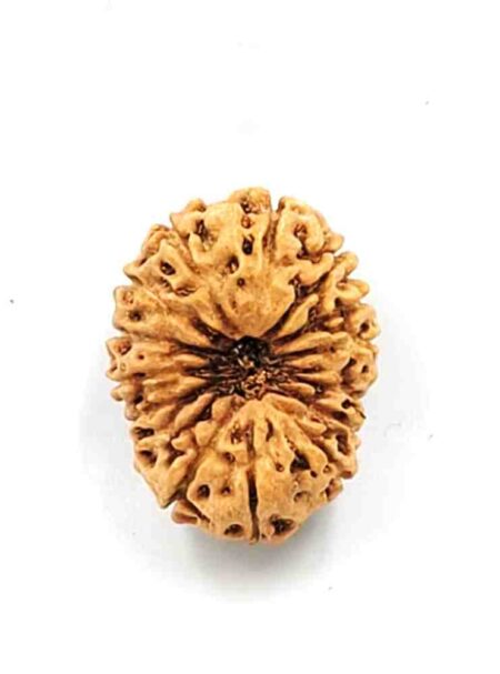 15 Mukhi Indonesian(Size-26.5mm)