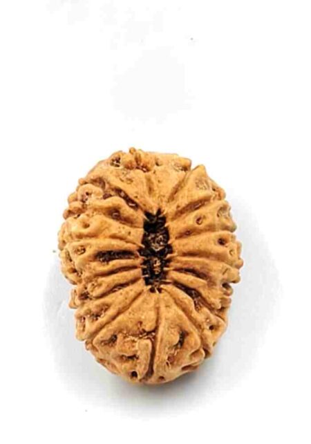 15 Mukhi Indonesian(Size-26.5mm)