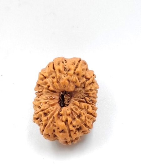 15 Mukhi Indonesian(Size-27mm)