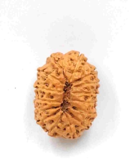 15 Mukhi Indonesian(Size-27mm)