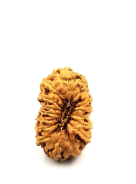 16 Mukhi Indonesian(Size-23.5MM)