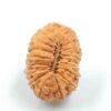 17 Mukhi Indonesian(Size-19.5mm)