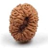 18 Mukhi Indonesian(Size-27mm)