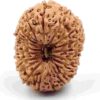 18 Mukhi Indonesian(Size-27mm)