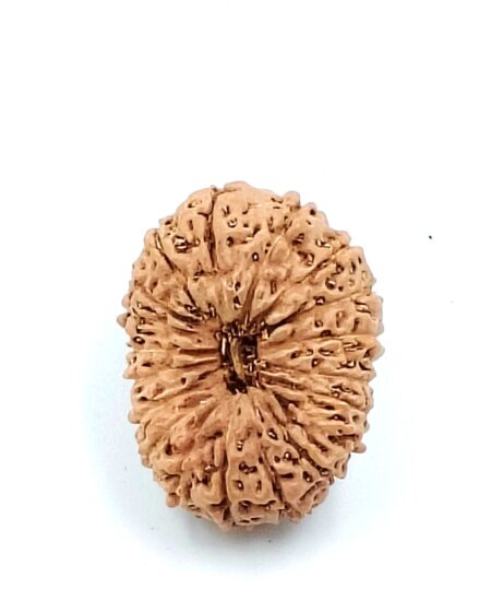 18 Mukhi Indonesian(Size-27mm)