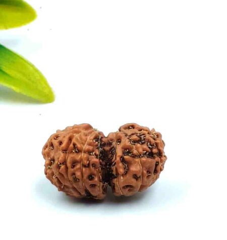 14 Mukhi Indonesian Gauri Shankar(Size-21.62mm)
