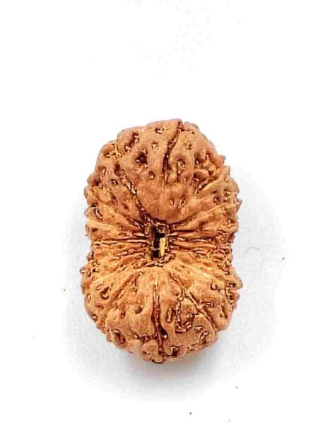15 Mukhi Indonesian(Size-22mm)