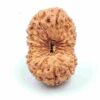 15 Mukhi Indonesian(Size-22mm)
