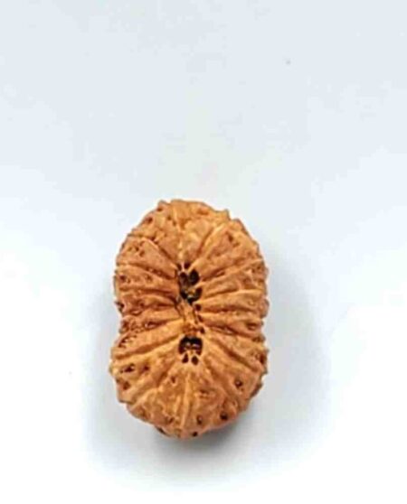 15 Mukhi Indonesian(Size-22mm)
