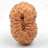 15 Mukhi Indonesian(Size-22mm)