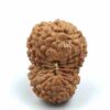 17 Mukhi indonesian(Size-22.5mm)