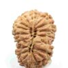 17 Mukhi indonesian(Size-22.5mm)