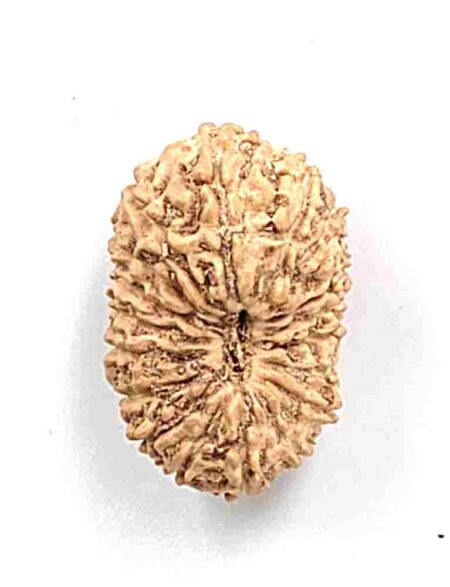 18 Mukhi Indonesian(Size-21mm)
