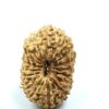 18 Mukhi Indonesian(Size-21mm)
