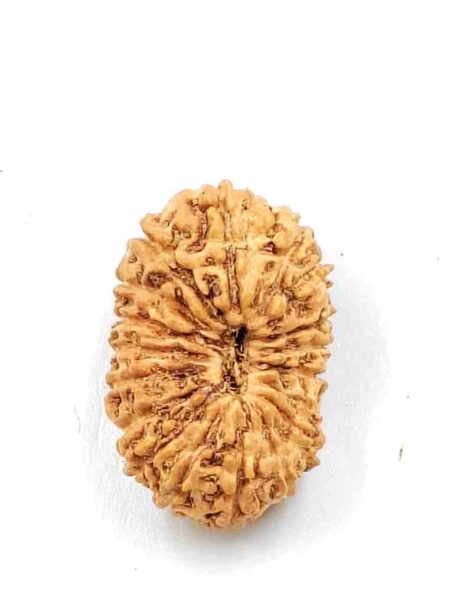 18 Mukhi Indonesian(Size-21mm)