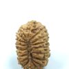 18 Mukhi Indonesian(Size-21mm)