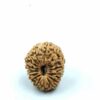 19 Mukhi Indonesian(Size-17mm)