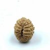19 Mukhi Indonesian(Size-17mm)