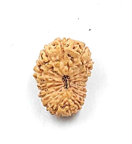 19 Mukhi Indonesian (Size-20.5mm)