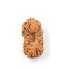 21 Mukhi Indonesian(Size-14.48mm)